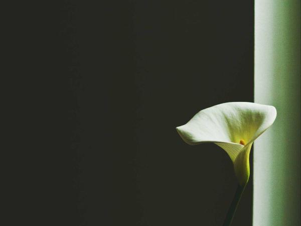 Occasione Giardinaggio 1